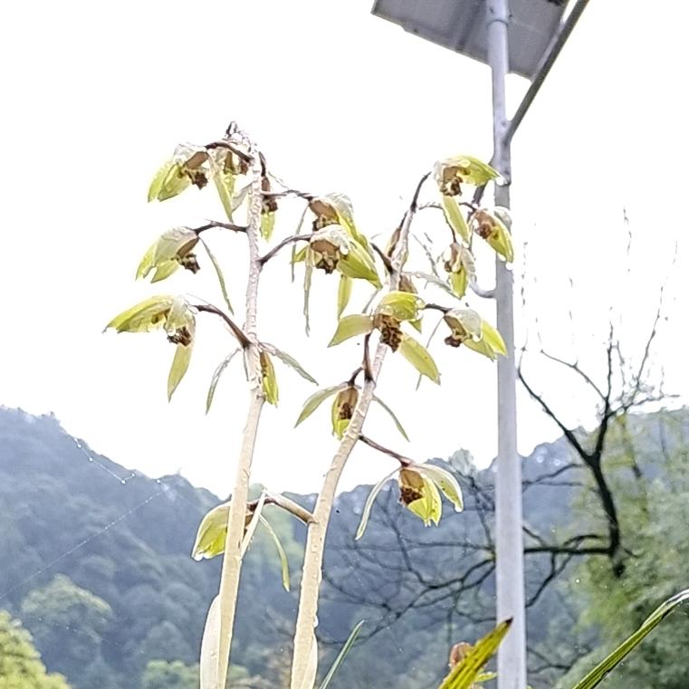 龙城♡夜雨
