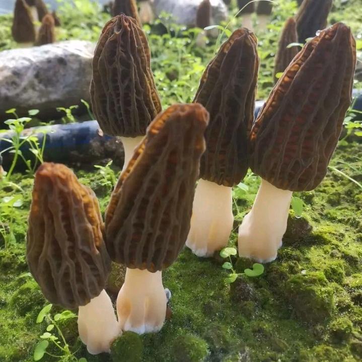 小蒋的蘑菇