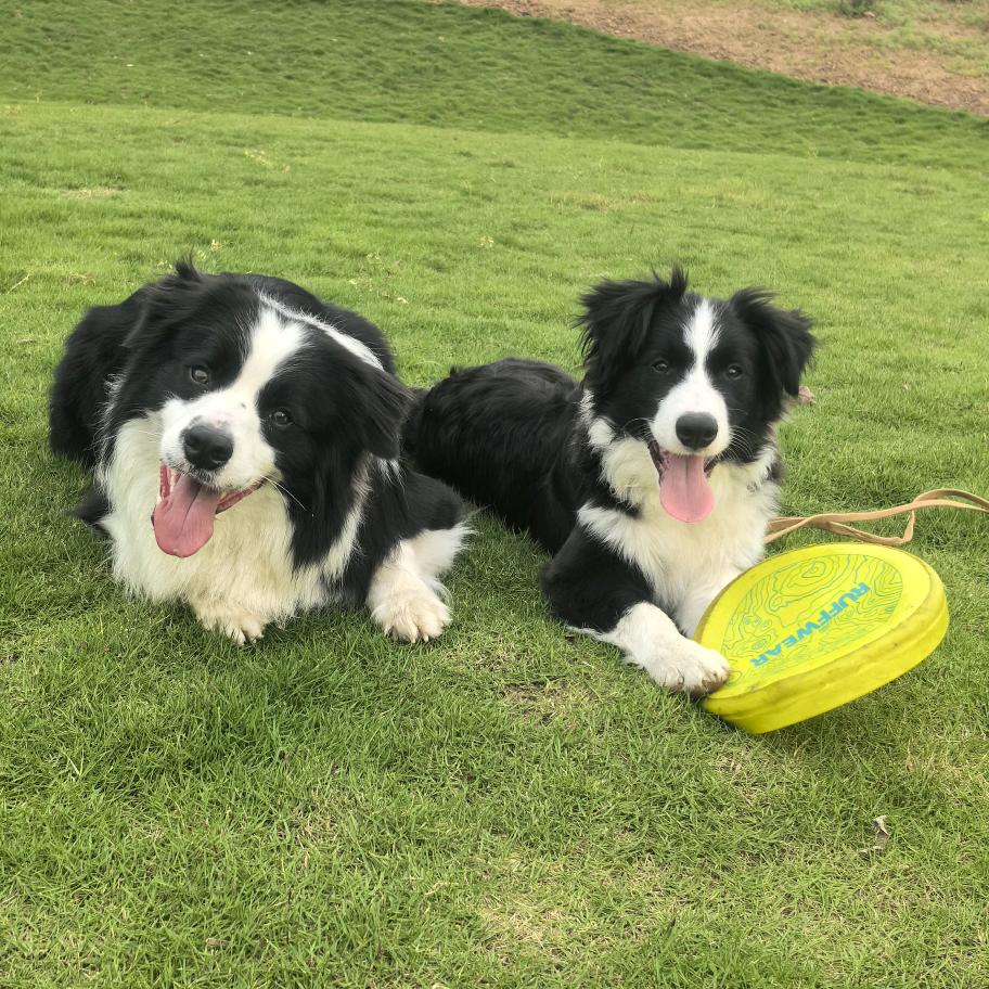 边牧五一和卡西