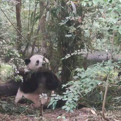 萌萌哒