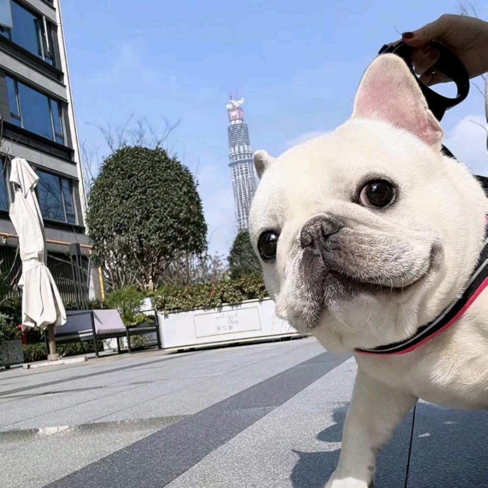 小枣小枣