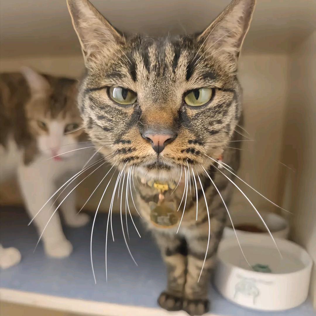 李绍明五香牛腱🐮