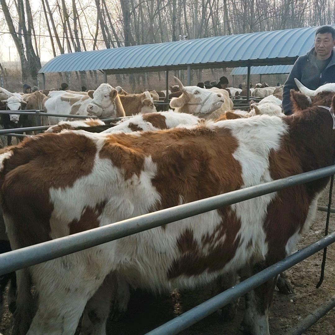 山东现宰牛羊肉