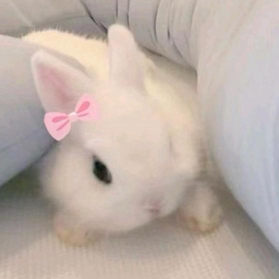 不是鱼的兔