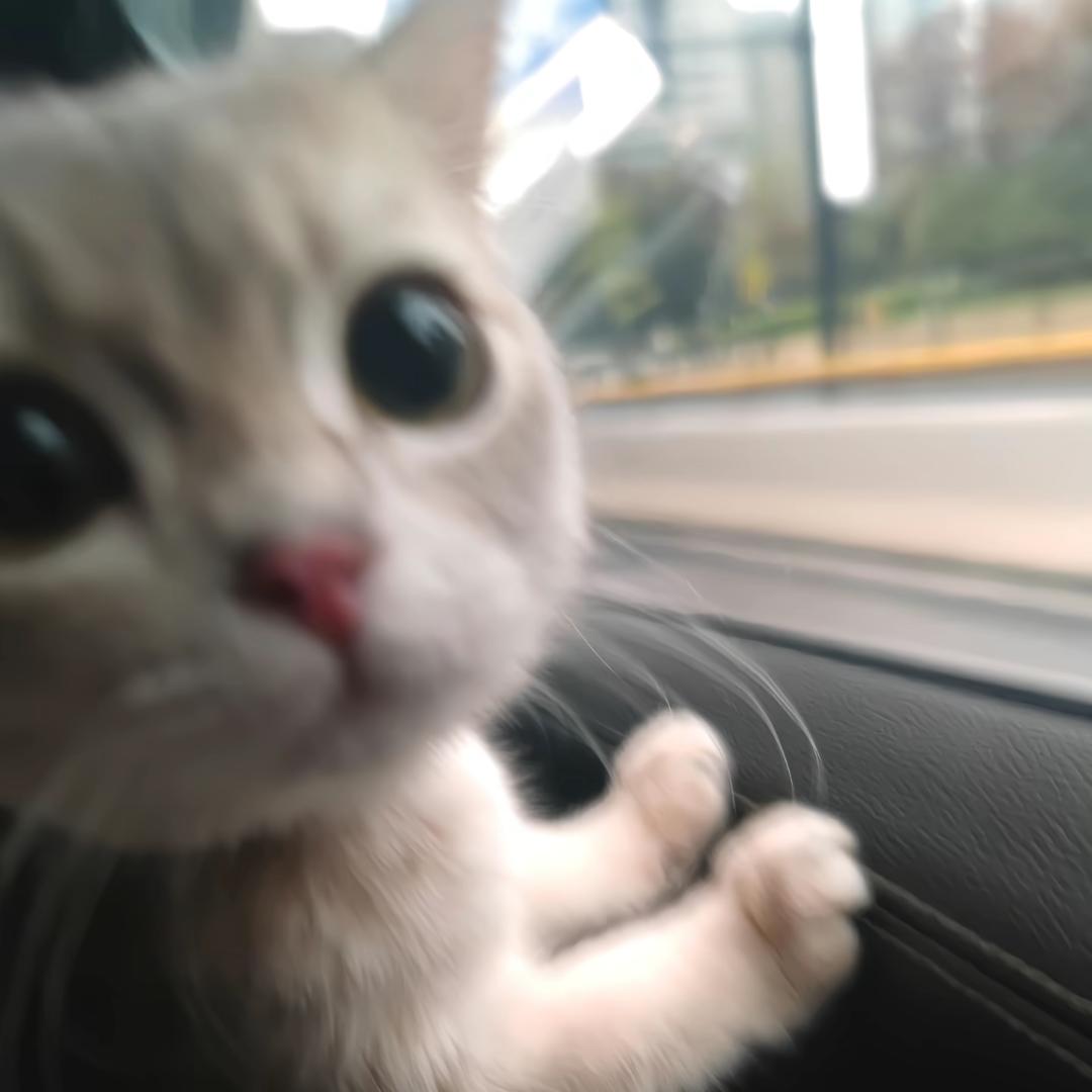 野生CC在线营业