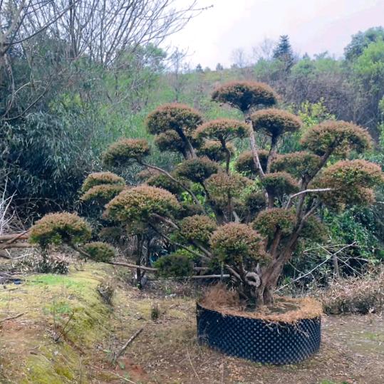 赤楠园艺（造型设计）