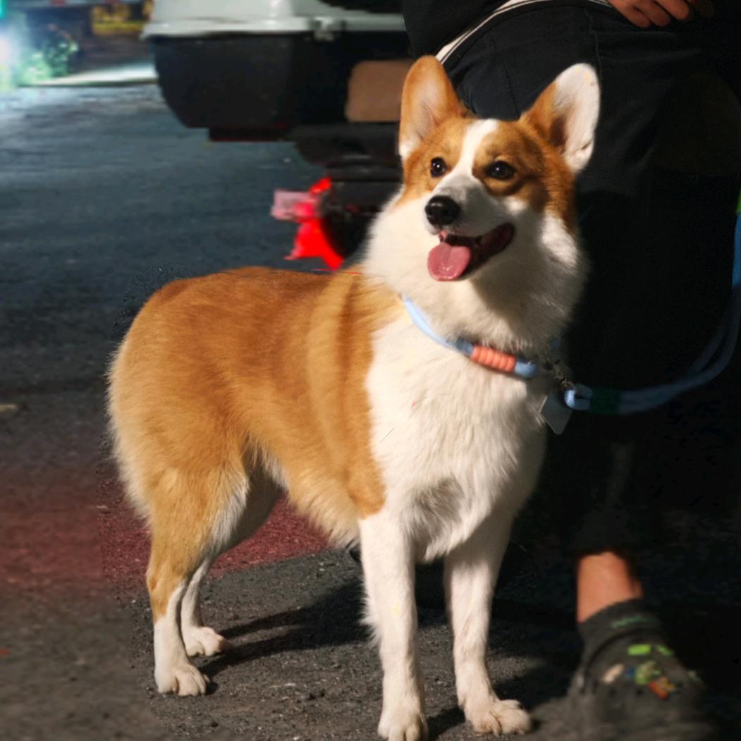 长腿柯基土豆🐶