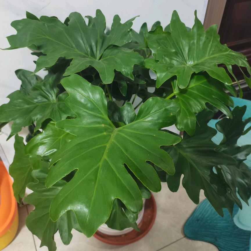 芳姐❤🌹