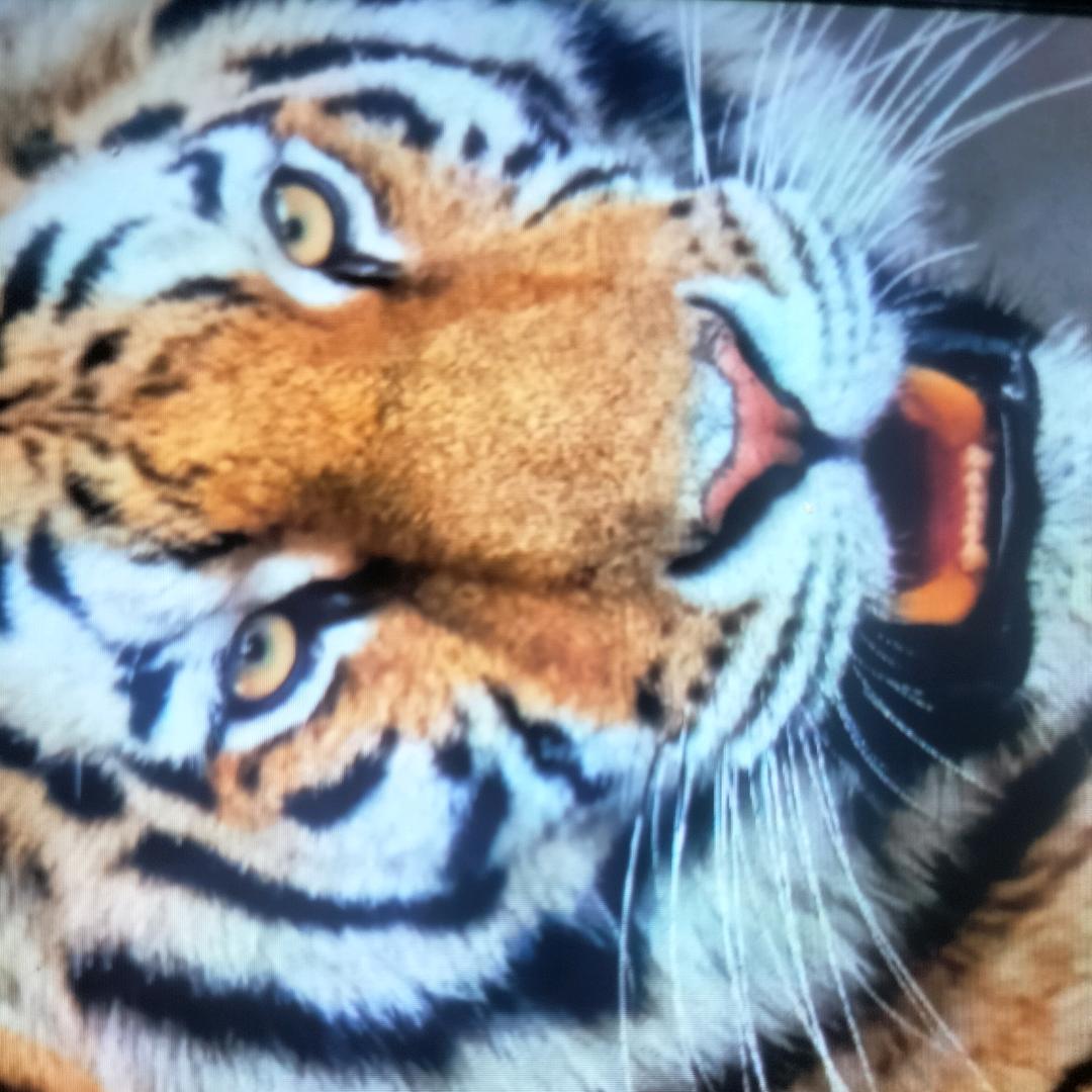 虎虎哥