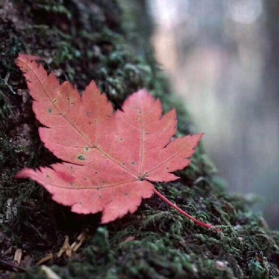 🍁张家大小姐🍁