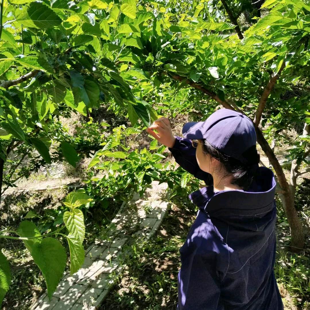 胖苗儿