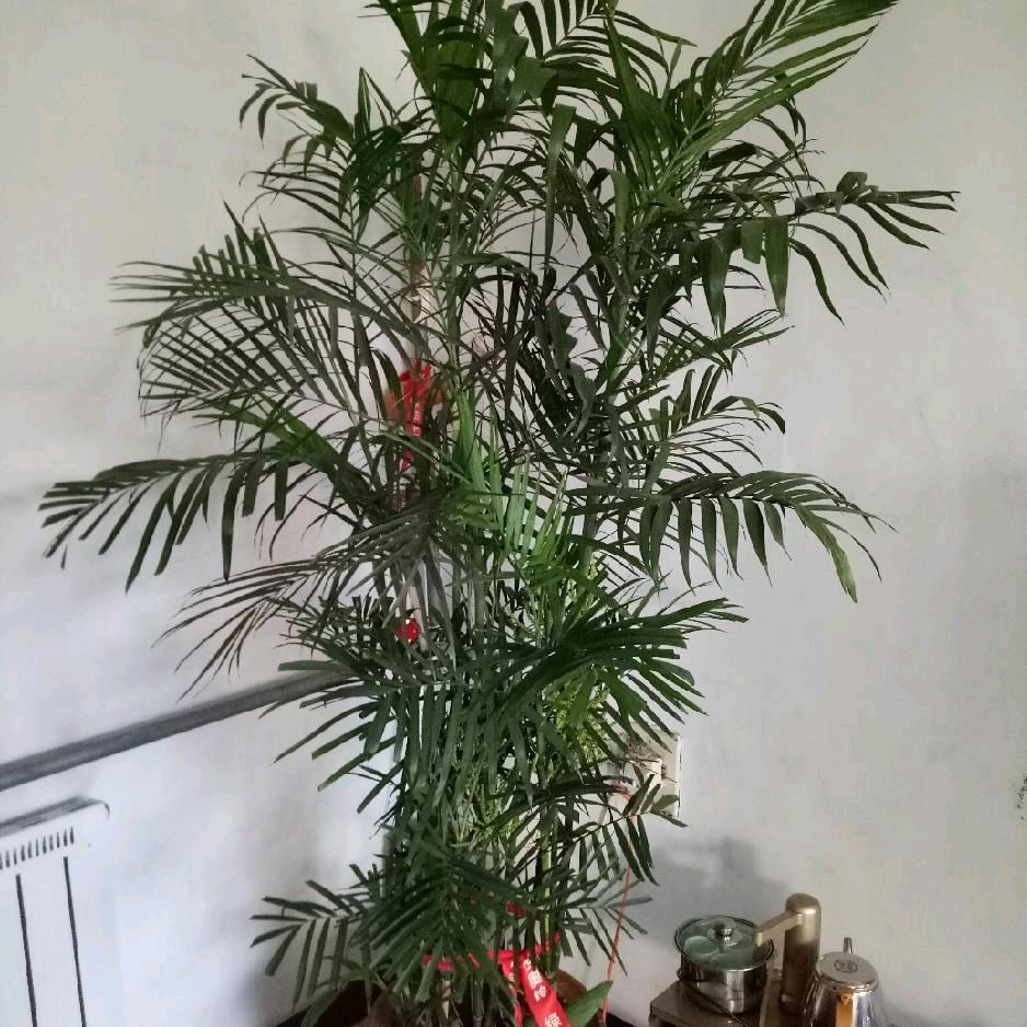 开心（好物带货）