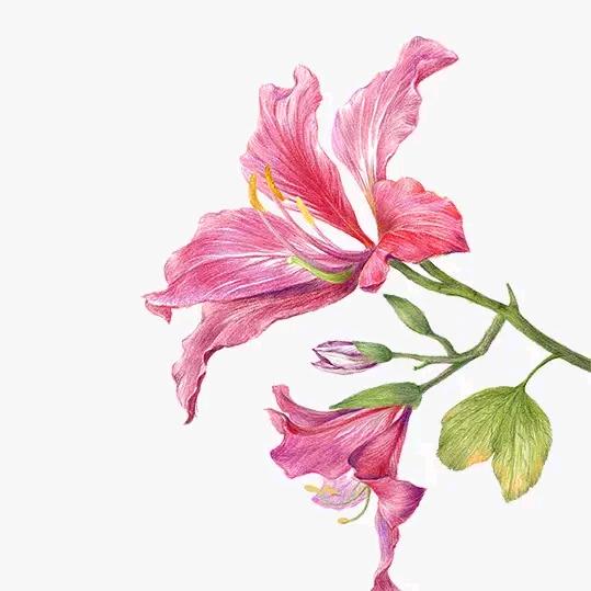 青山绿水月常在