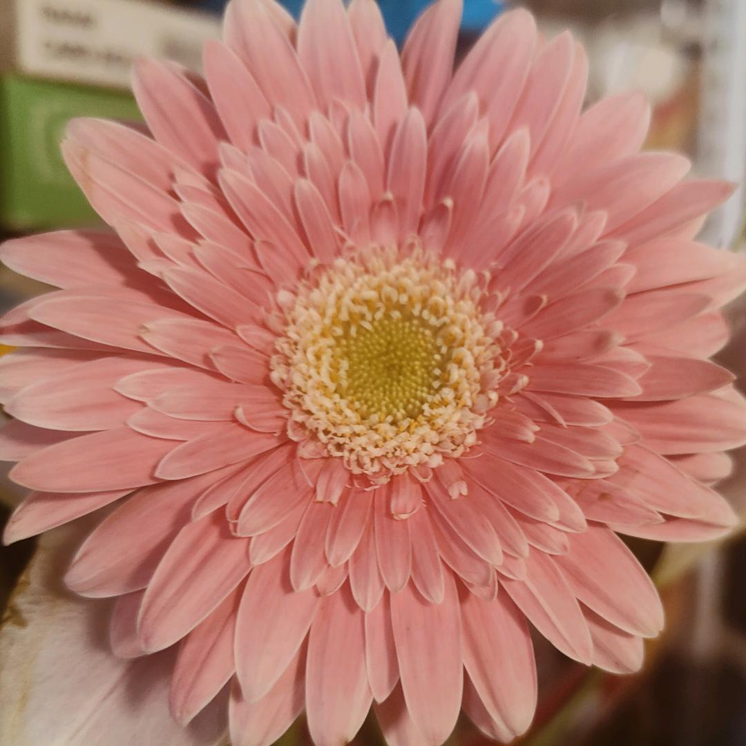 一颗菜