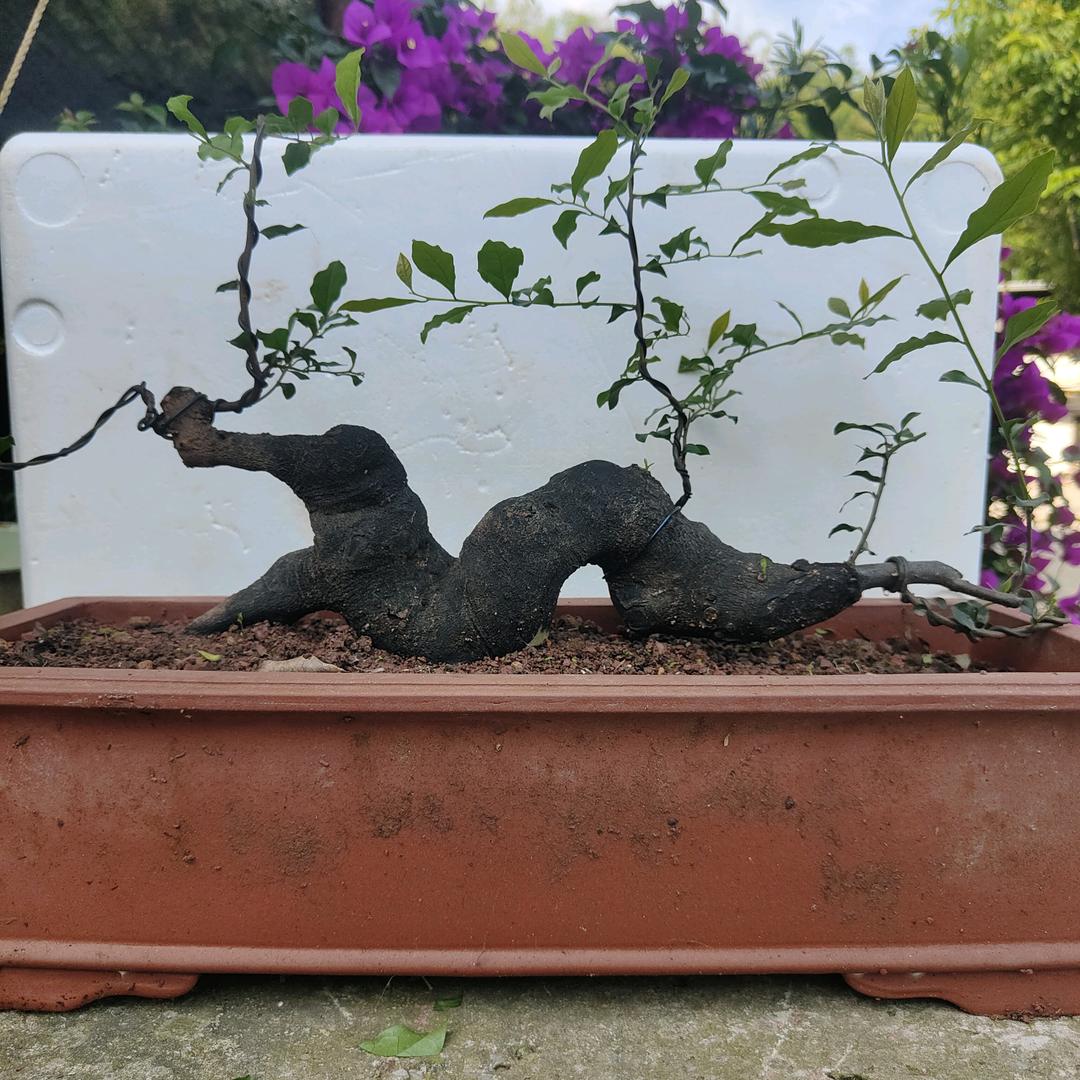 正缘花卉苗圃园艺