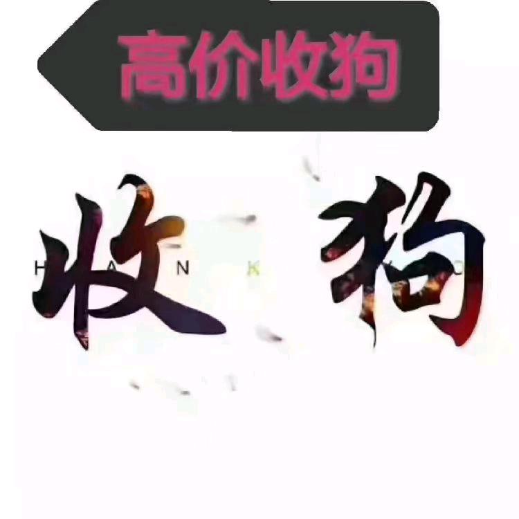 养狗的小哥哥