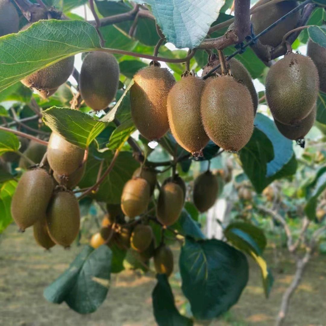 猕猴桃种植（服务公司）