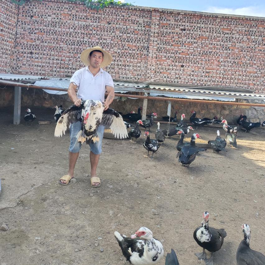 建水农村创业养殖场散土养鸡鸭鹅