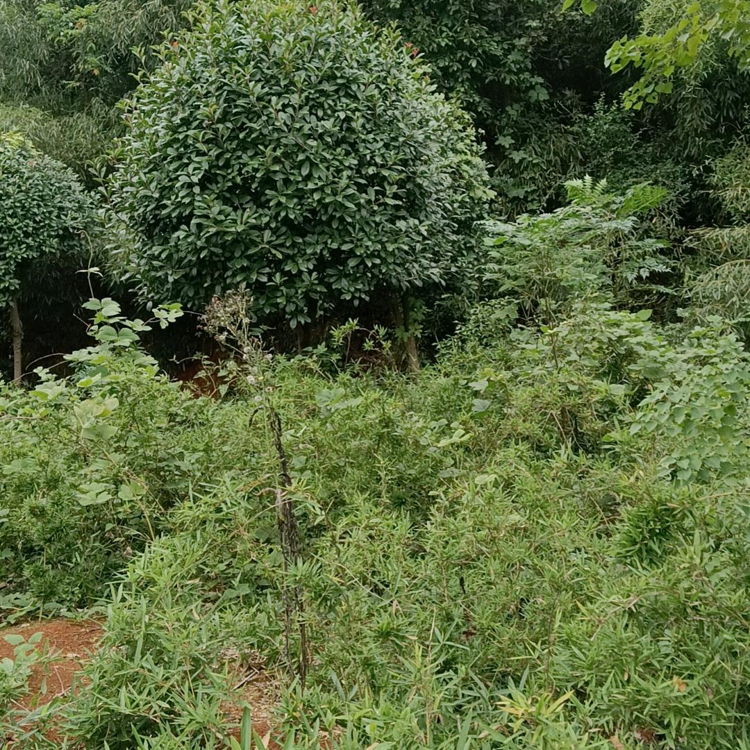 云唱歌，风开心，雨寻梦。