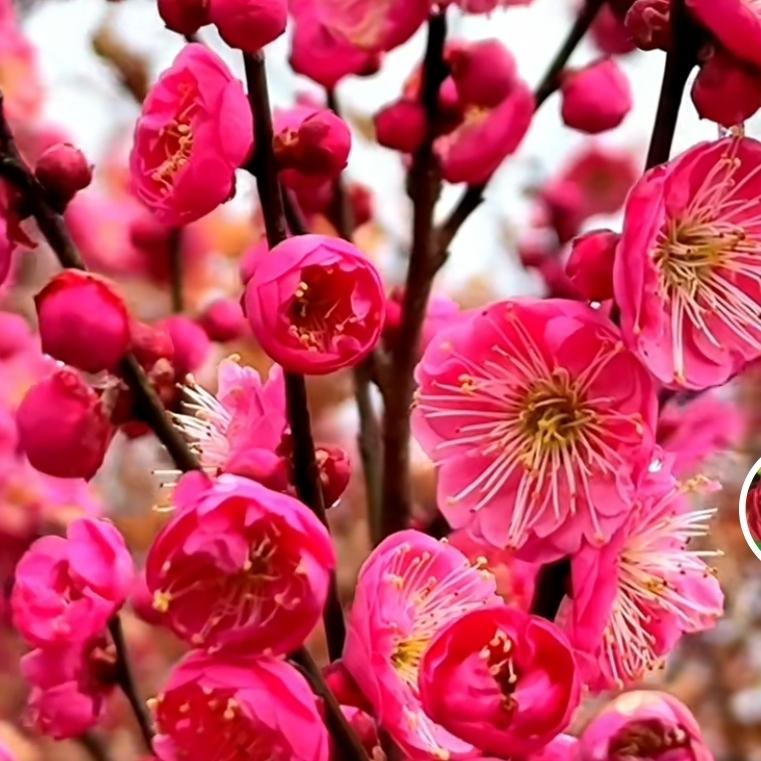 杨杨得意🍉🍉🍊🍊