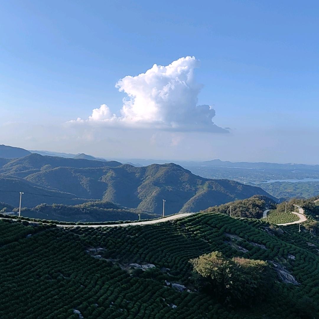 志强茶场