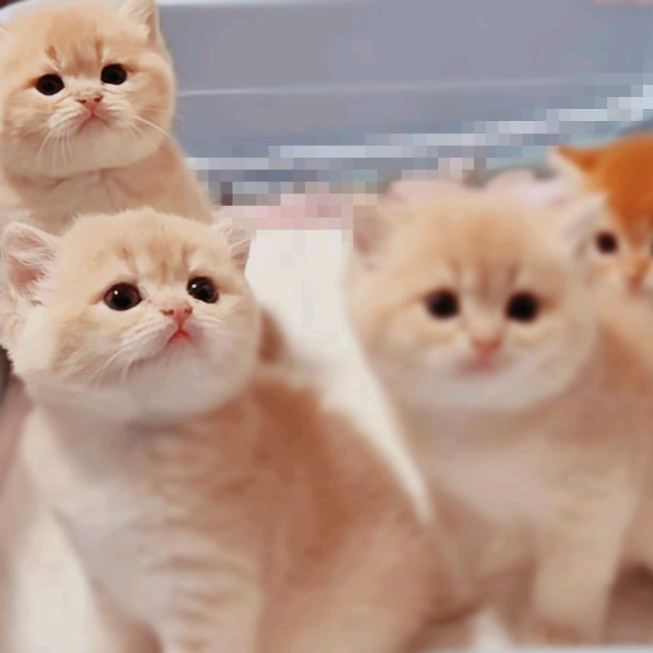 猫🐱颐颐