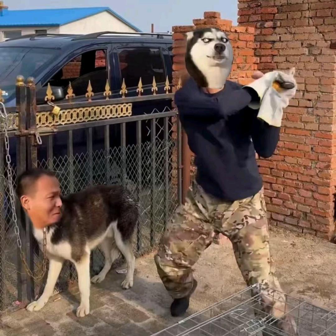宏森宠物