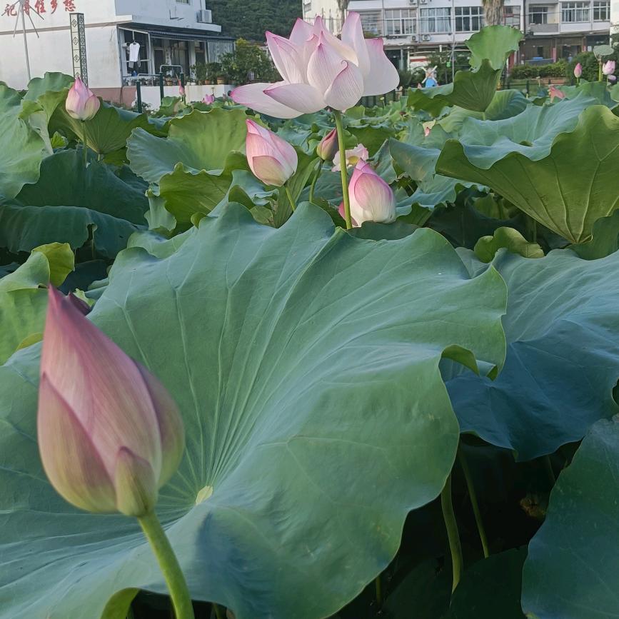 ༺❀ൢ罖༒亽❀ൢ༻