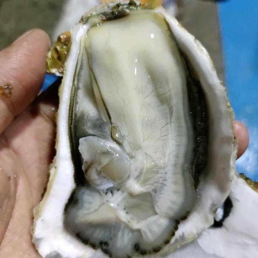 蒜蓉烧烤生蚝批发