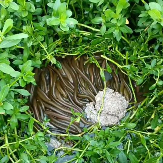東来黄鳝高密度养殖