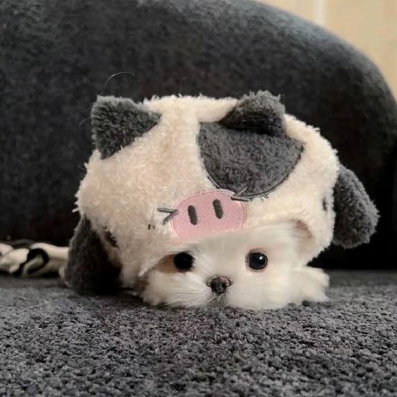 轩扬的轩轩小吃摊