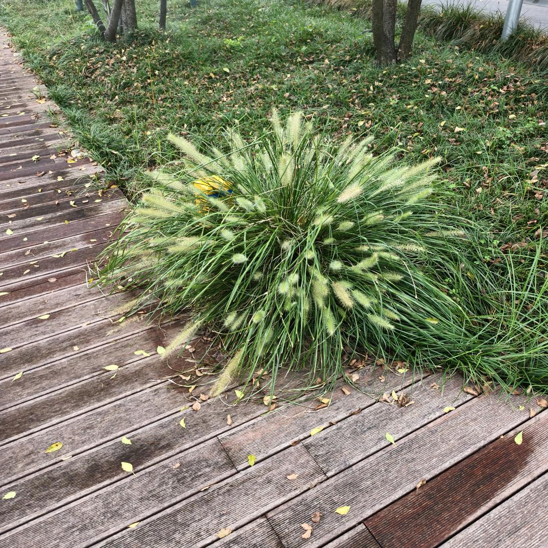 糯米