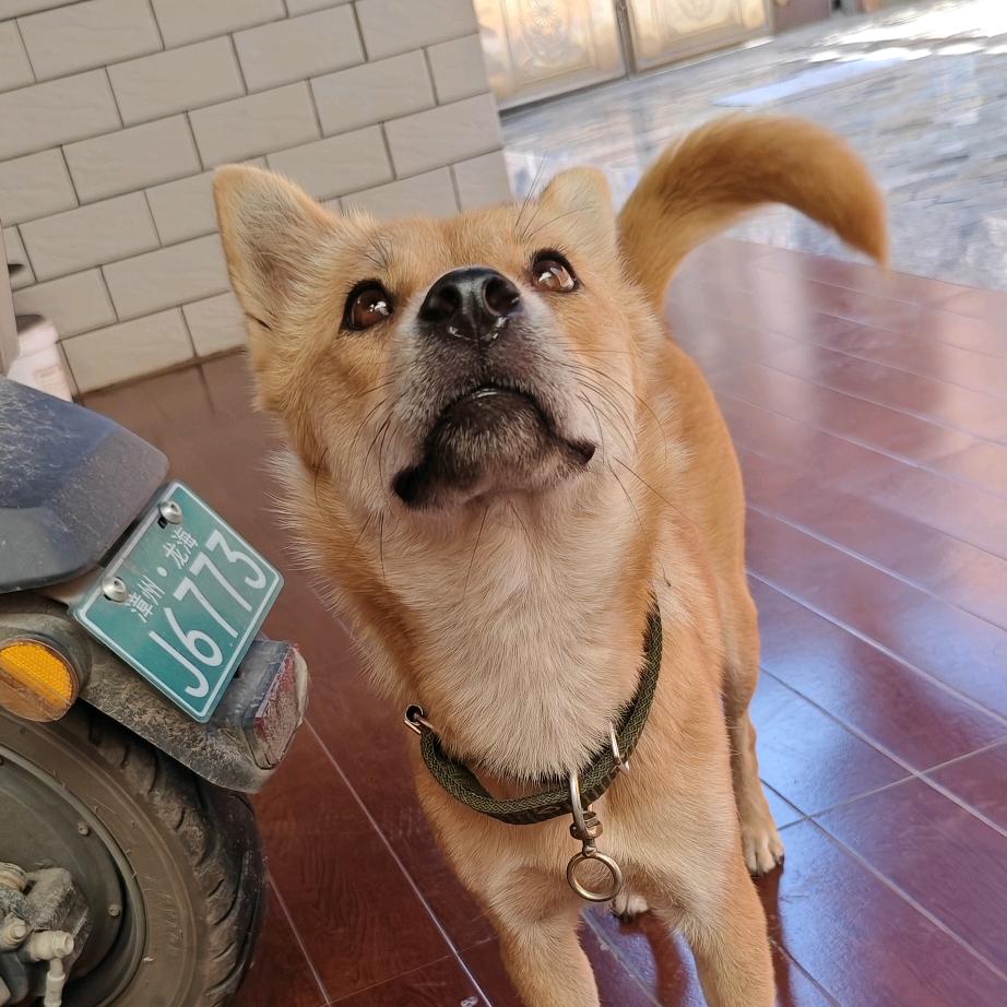 🐶小黄🐶