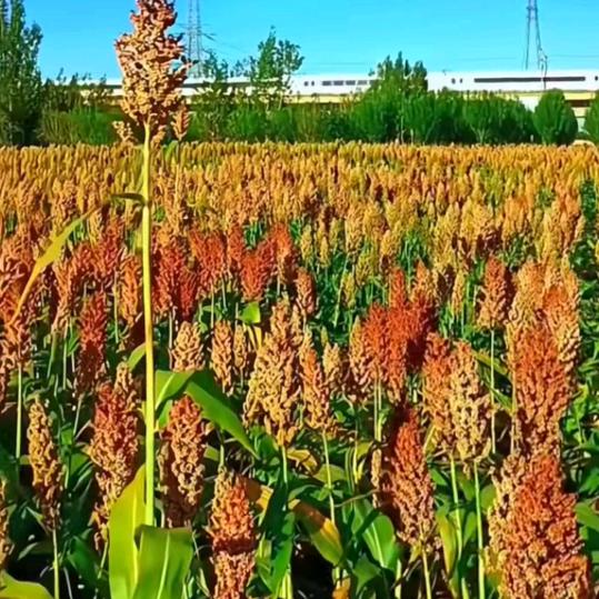 （熊）：@迷茫的阿华