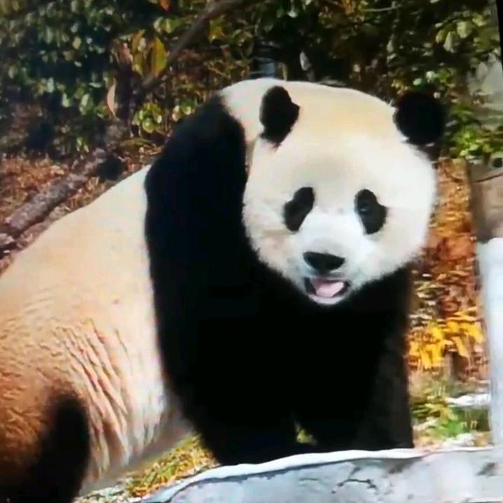 丫丫❤️小奇迹