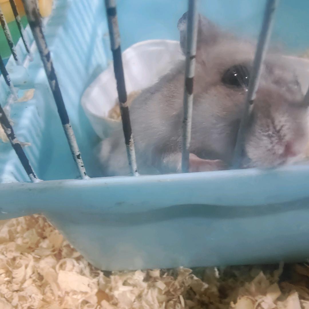 鼠鼠快跑