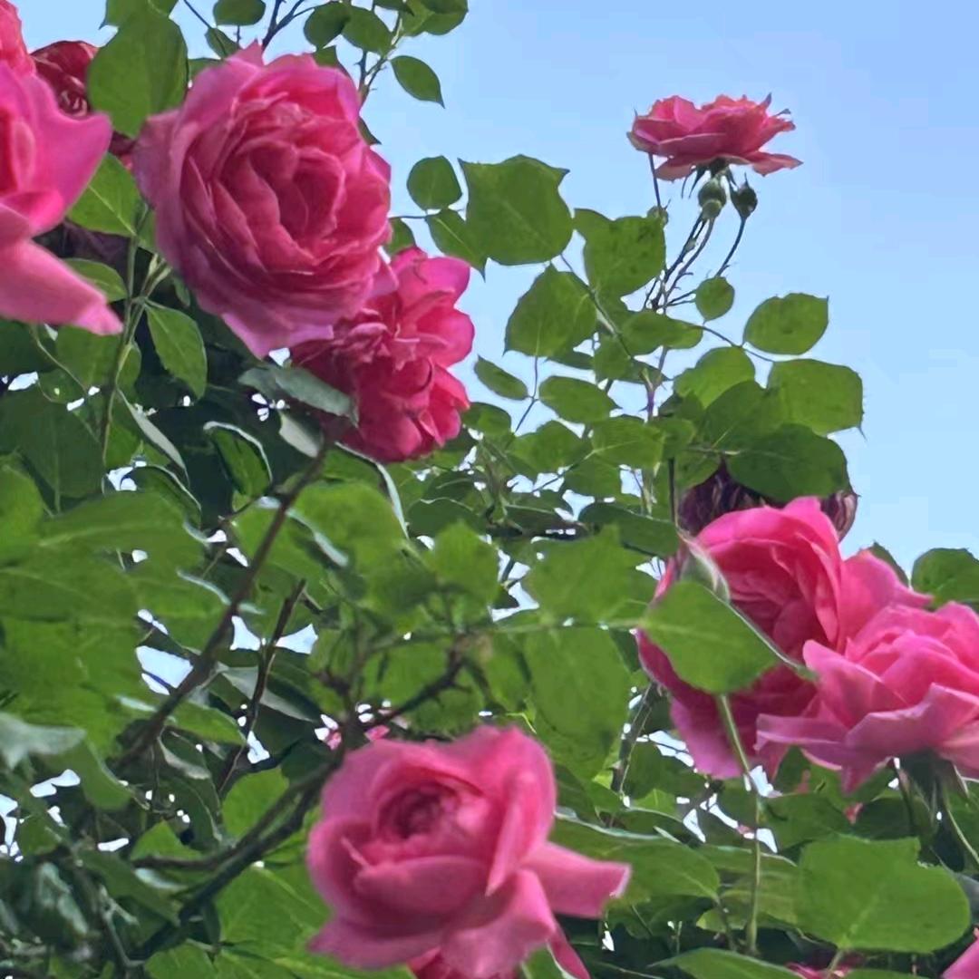 幸福快乐每一天