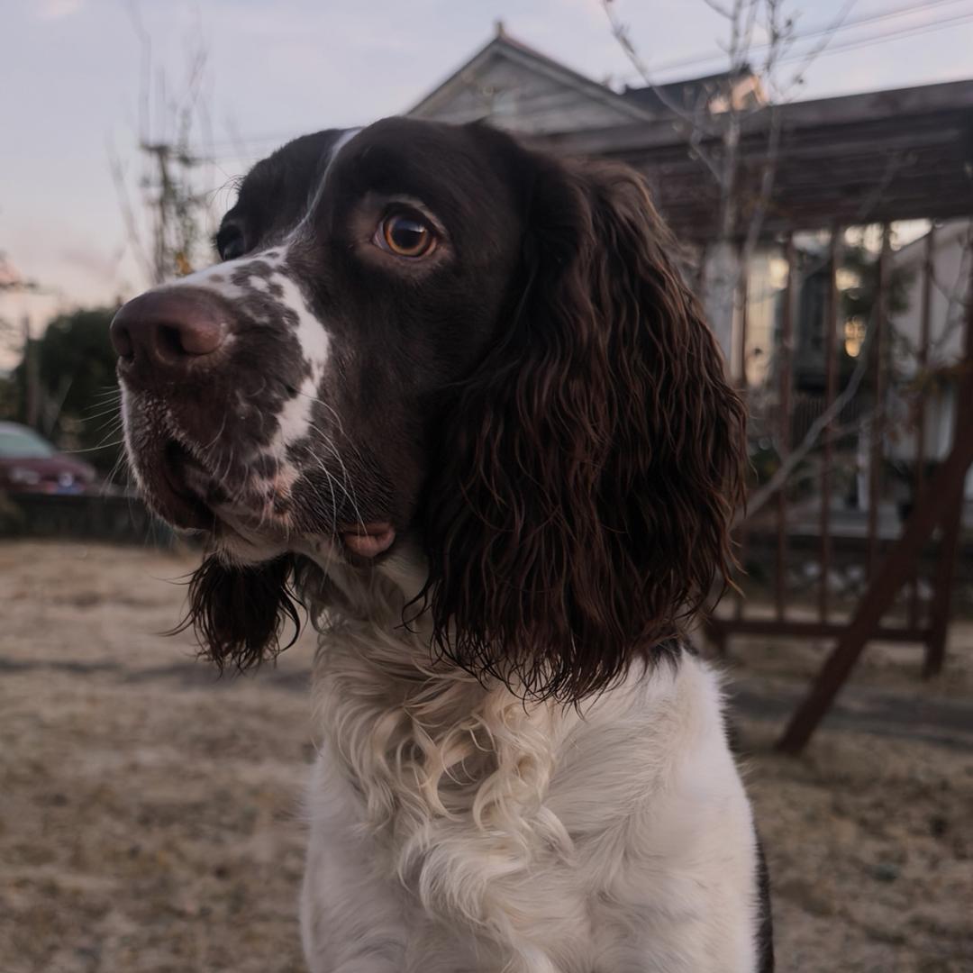 威严猎人—常熟毛毛