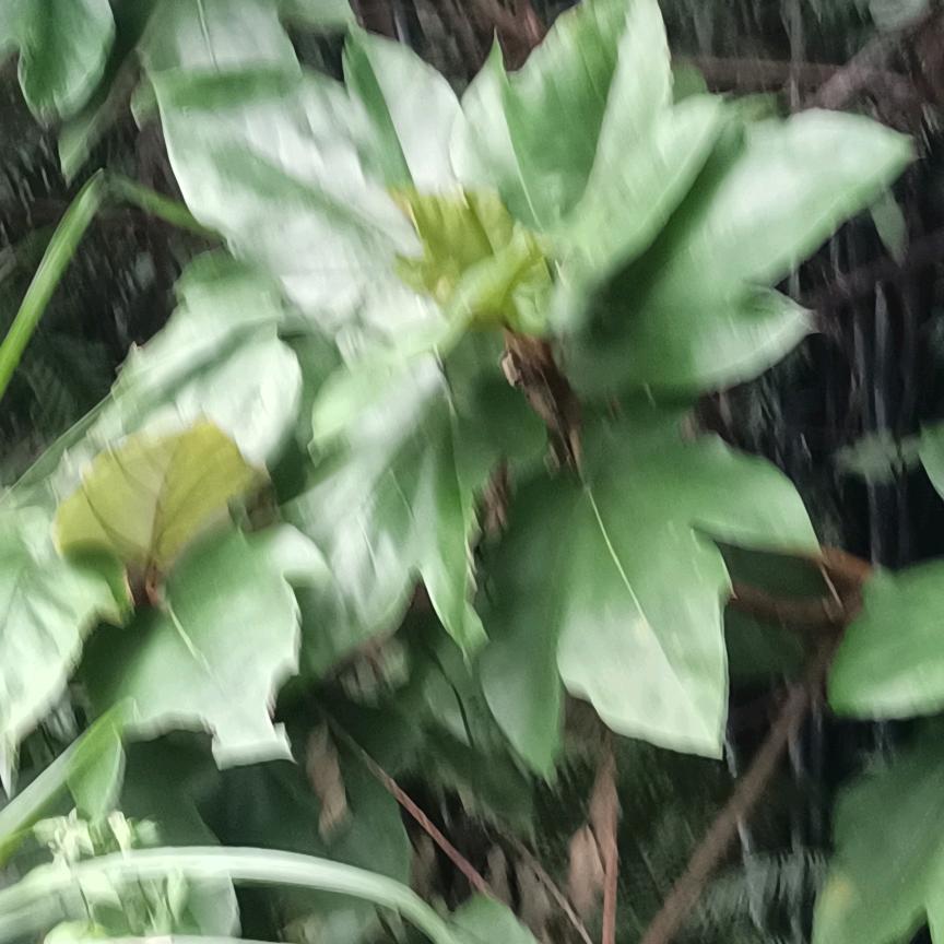 幸福哥