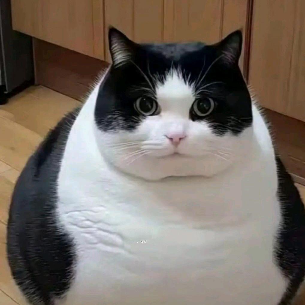 星南天