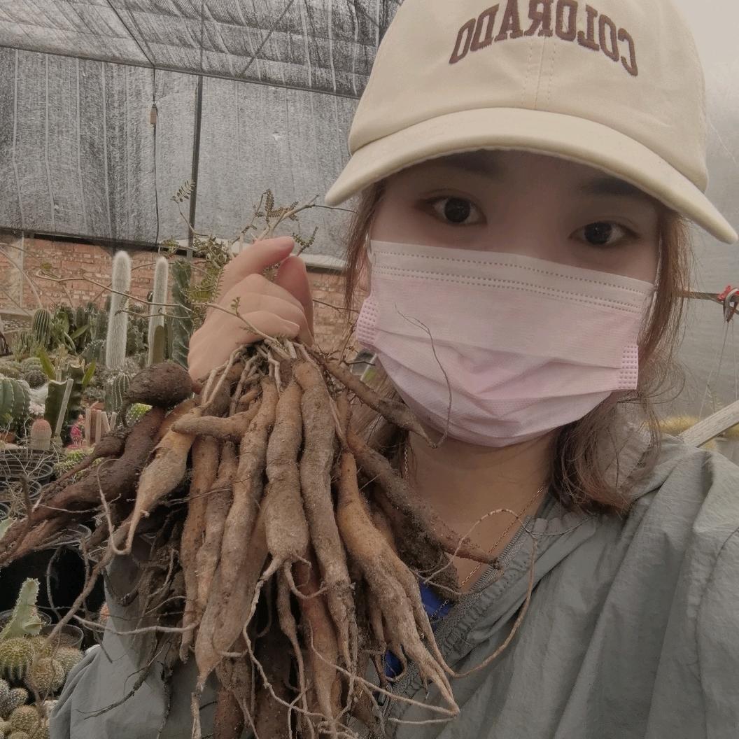 球球棚主plus