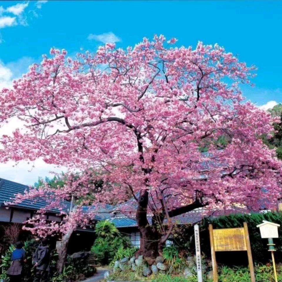诸城市鼎盛樱花专供染井吉野樱