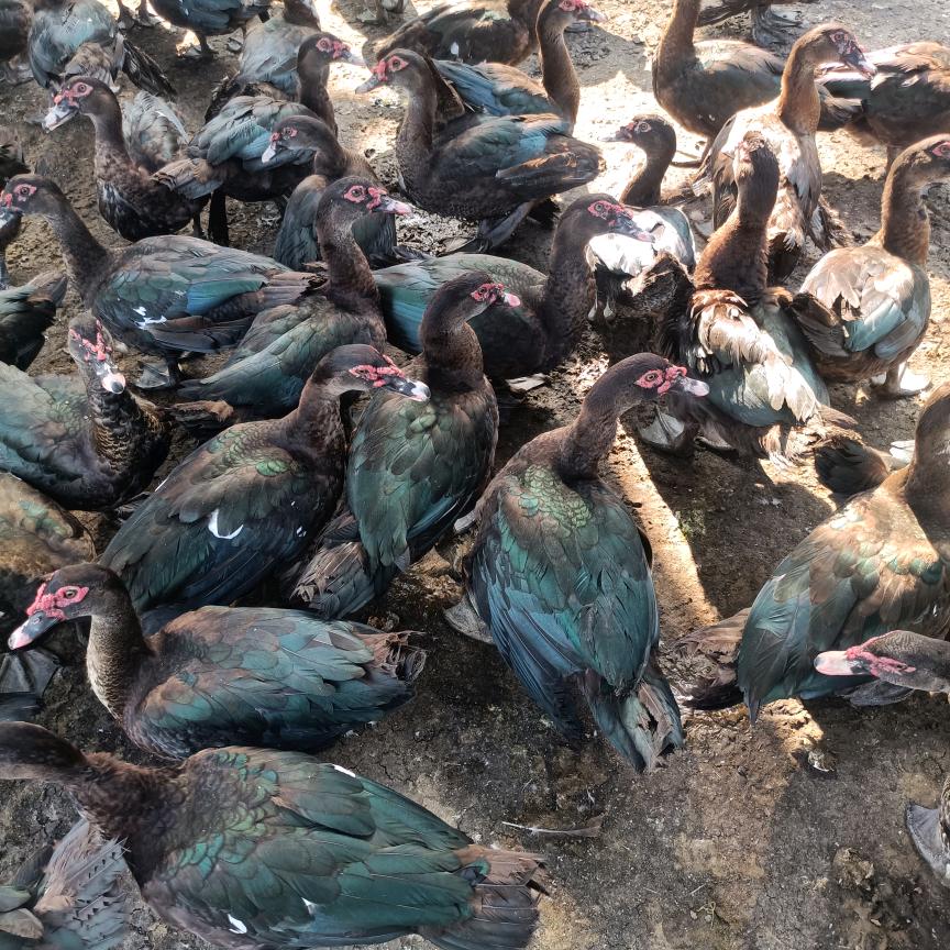 黄牛，水牛代卖，收购。