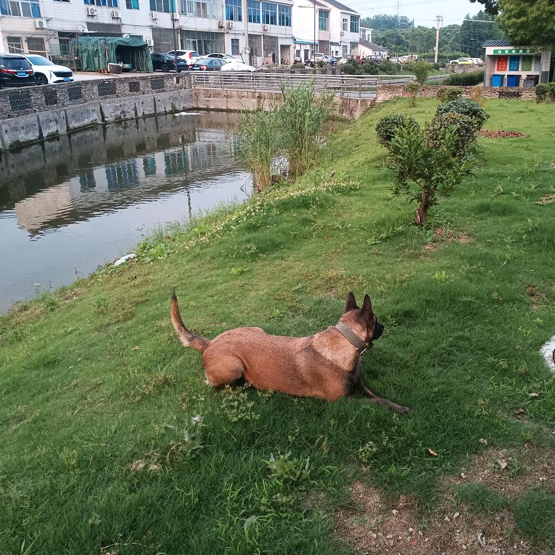马犬康康