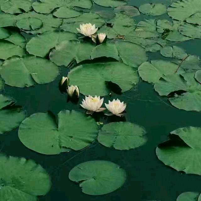 红