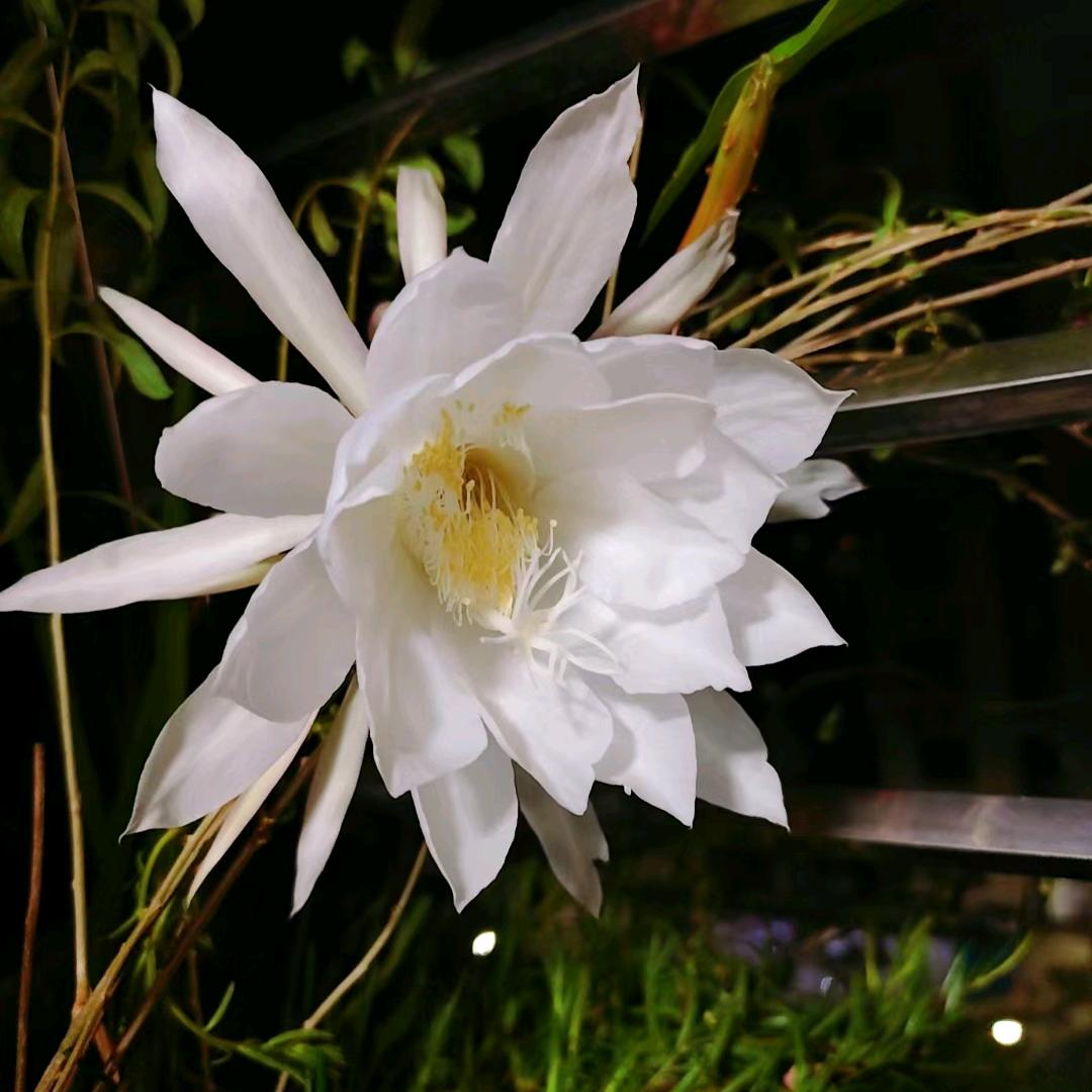 昙花一现，刹那永恒