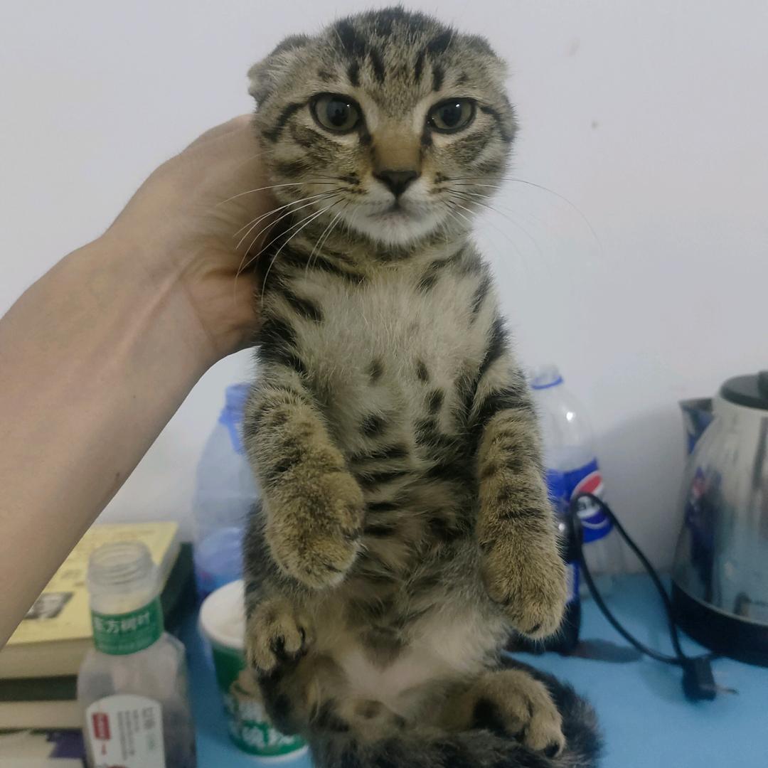 - 日常小兜喵友