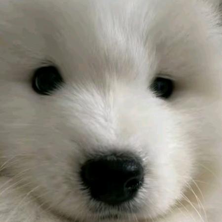 点点点（菜鸡苟分版）