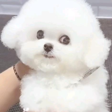 小莉莉