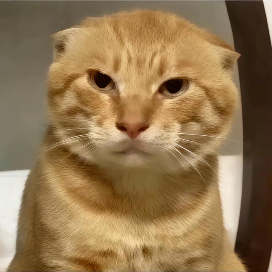 /•᷅•᷄\੭